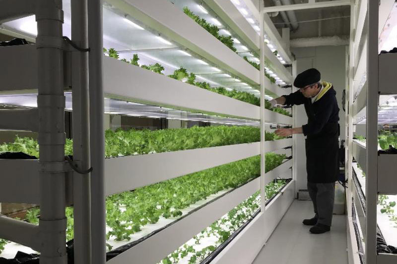 消費電力を64 も削減 Led照明植物工場ユニットはなぜ実現できた 室内で楽しく安全な野菜や果実を自分で栽培